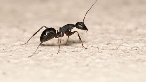 وصفة طبيعية للقضاء على النمل