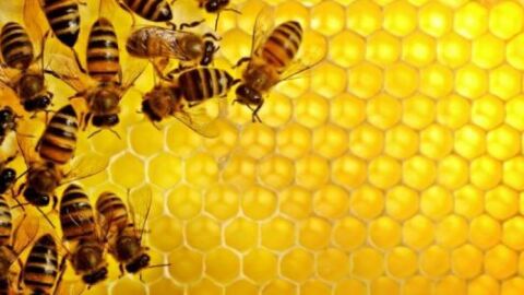 مقالة علمية عن النحل