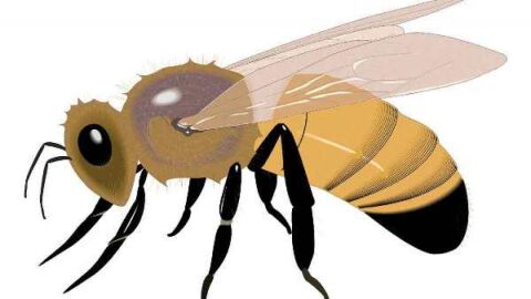 بحث عن الحشرات النافعة للإنسان