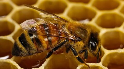 موضوع عن النحل والعسل