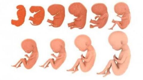 موضوع عن مراحل نمو الجنين