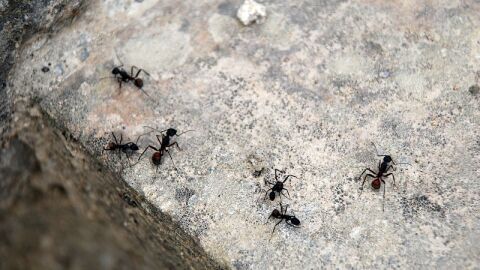 طريقة للقضاء على النمل الصغير