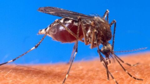 موضوع عن مرض الملاريا