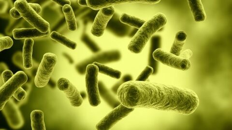 مقال عن أهمية دور البكتيريا النافعة