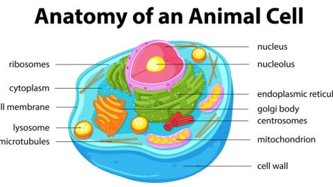 تركيب الخلية الحيوانية