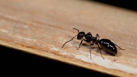 طرق مكافحة النمل