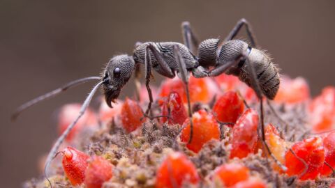 صوت النملة