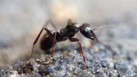 النمل في المنام