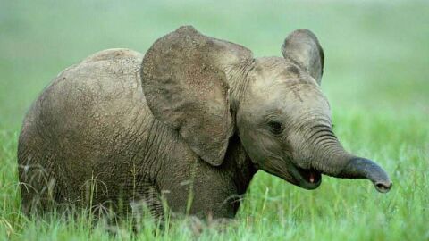 صغير الفيل