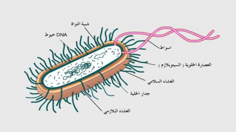 خصائص البكتيريا