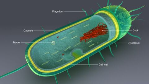 مكونات الخلية البكتيرية