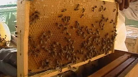 طرق تربية النحل