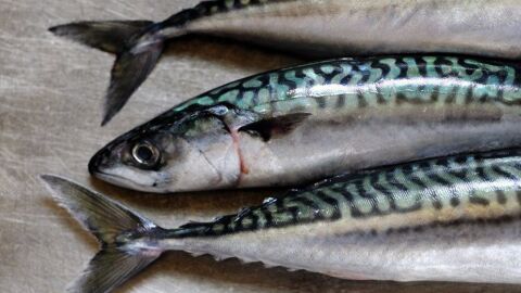فوائد وأضرار سمك الماكريل