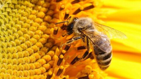 فوائد رحيق النحل