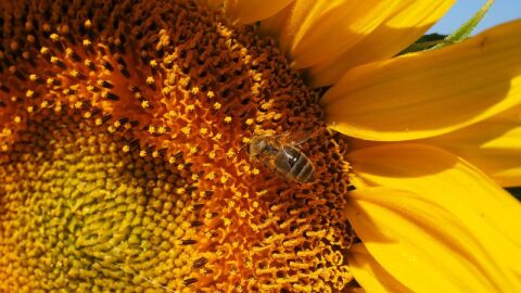 فوائد حبوب لقاح النحل للأطفال