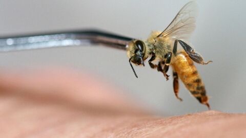 فوائد العلاج بسم النحل