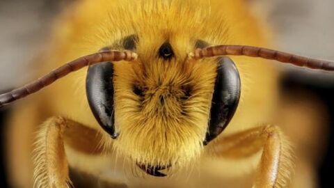 فوائد سم النحل