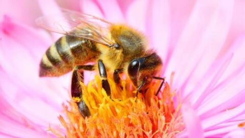 فوائد النحل للنبات