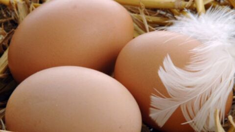 فوائد بيض الدجاج
