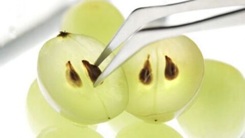 فوائد بذور العنب للبشرة