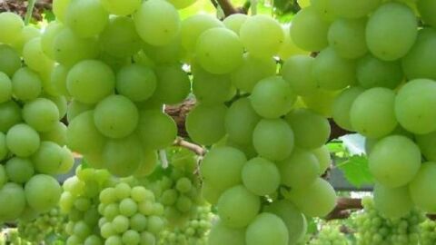 فوائد العنب الأخضر للبشرة