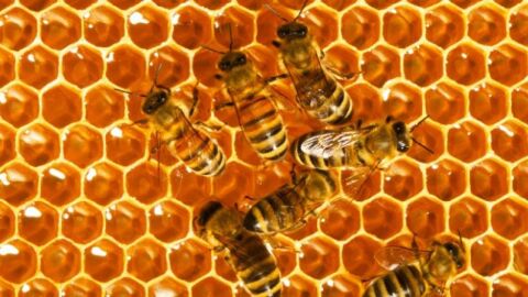 فوائد عسل النحل للعيون