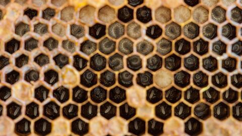 فوائد عسل النحل للحامل
