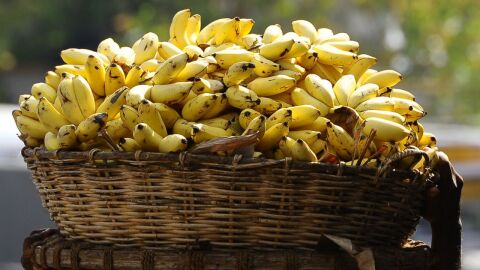 فوائد الموز الهندي