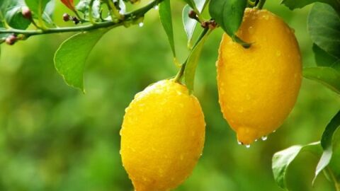 فوائد الليمون للكلى
