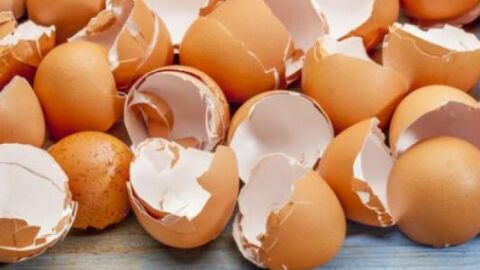 فوائد قشر بيض النعام