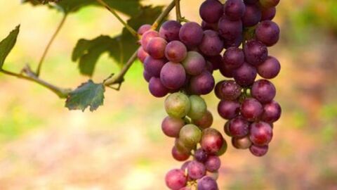 فوائد بذور العنب الأحمر