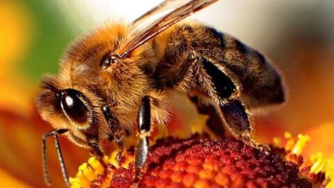 فوائد غذاء ملكات النحل للشعر