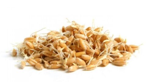 فوائد جنين حبوب القمح