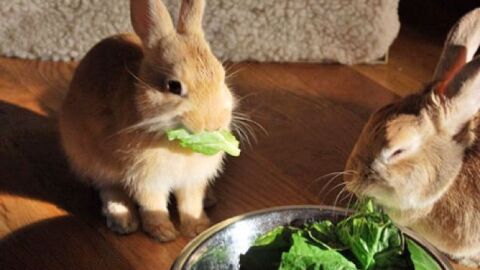 أفضل أكل للأرانب