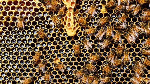 أضرار صمغ النحل