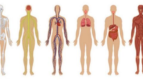 مكونات جسم الإنسان