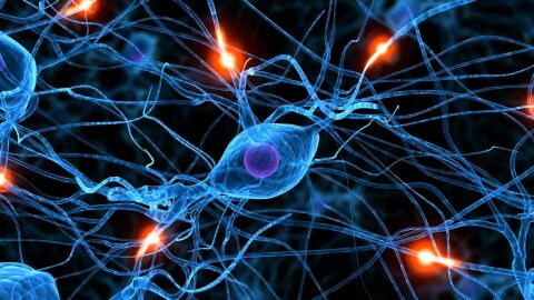 مكونات الخلية العصبية