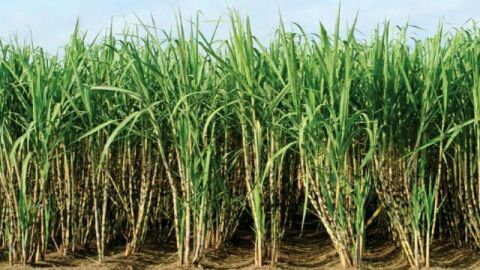 زراعة قصب السكر في مصر
