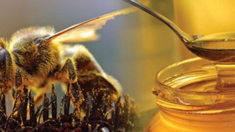 تعريف سورة النحل