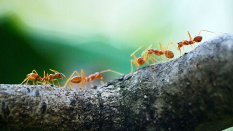 حلم النمل