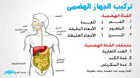 شرح الجهاز الهضمي