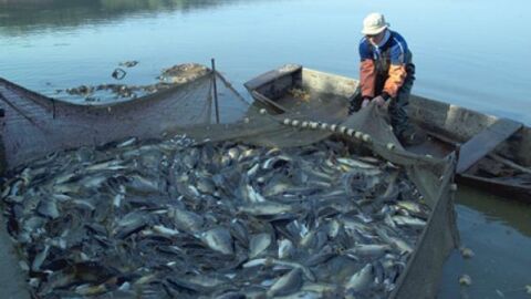 صيد السمك فى النيل