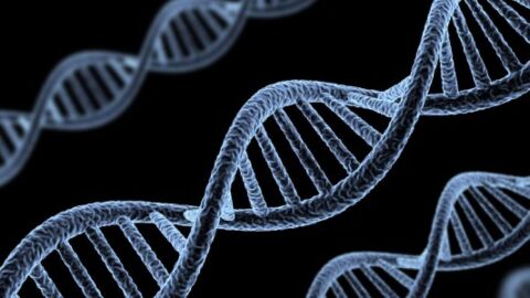 الصفات الوراثية وغير الوراثية