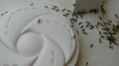 التخلص من النمل الأسود