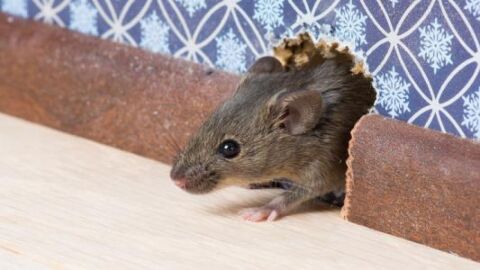 التخلص من الفئران المنزلية