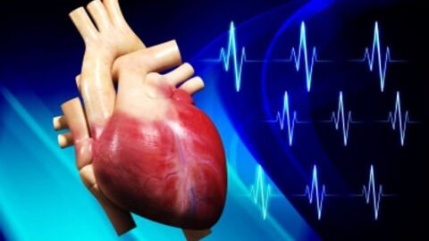 مكونات القلب في جسم الإنسان