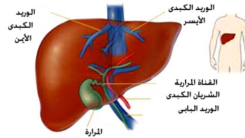 طرق انتقال التهاب الكبد الوبائي