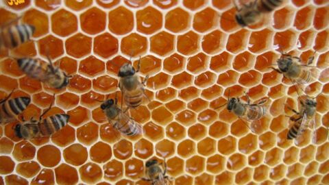 فوائد شهد العسل