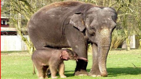 كيف يولد الفيل