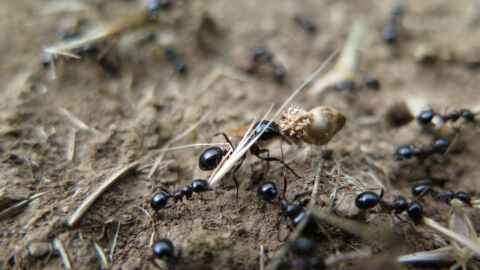 كيف يموت النمل